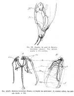 Trichocerca bicristata
