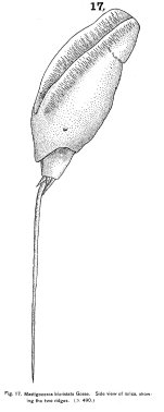 Trichocerca bicristata