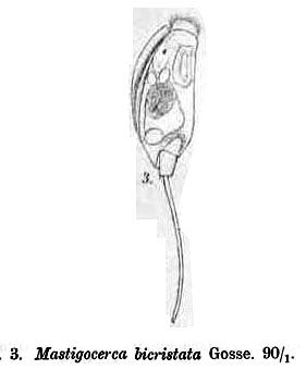 Trichocerca bicristata Trichocerca bicristata