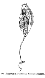 Trichocerca bicristata