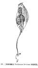 Trichocerca bicristata