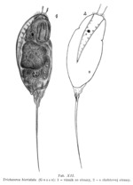 Trichocerca bicristata