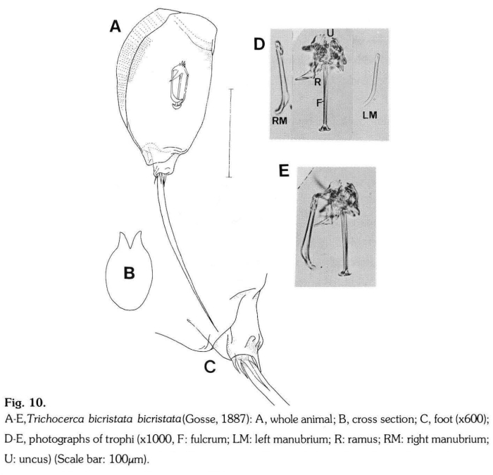 Trichocerca bicristata Trichocerca bicristata