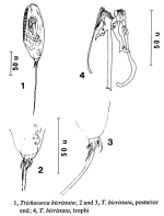 Trichocerca bicristata