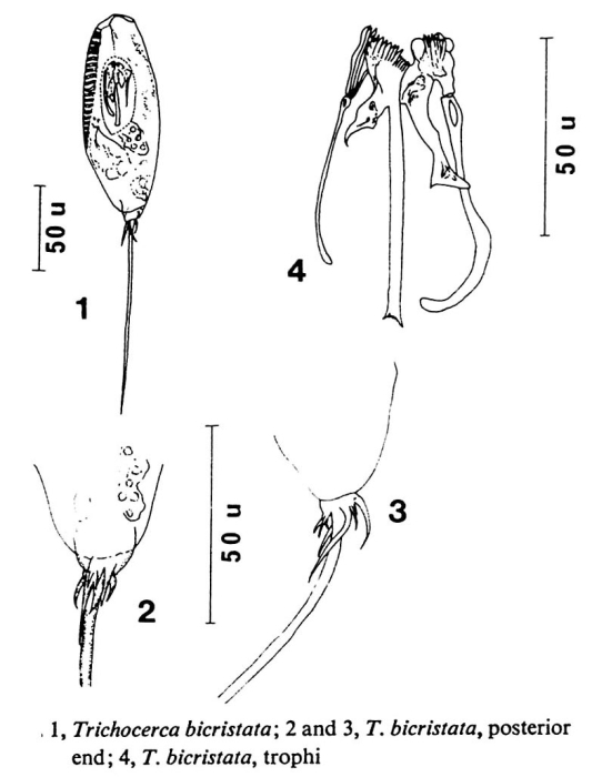 Trichocerca bicristata Trichocerca bicristata