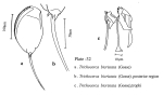 Trichocerca bicristata