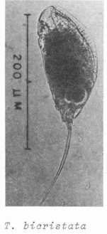 Trichocerca bicristata