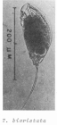 Trichocerca bicristata
