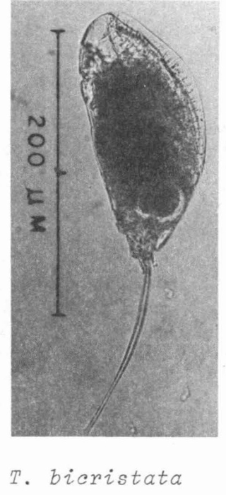 Trichocerca bicristata Trichocerca bicristata