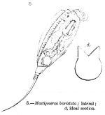 Trichocerca bicristata - Original description image