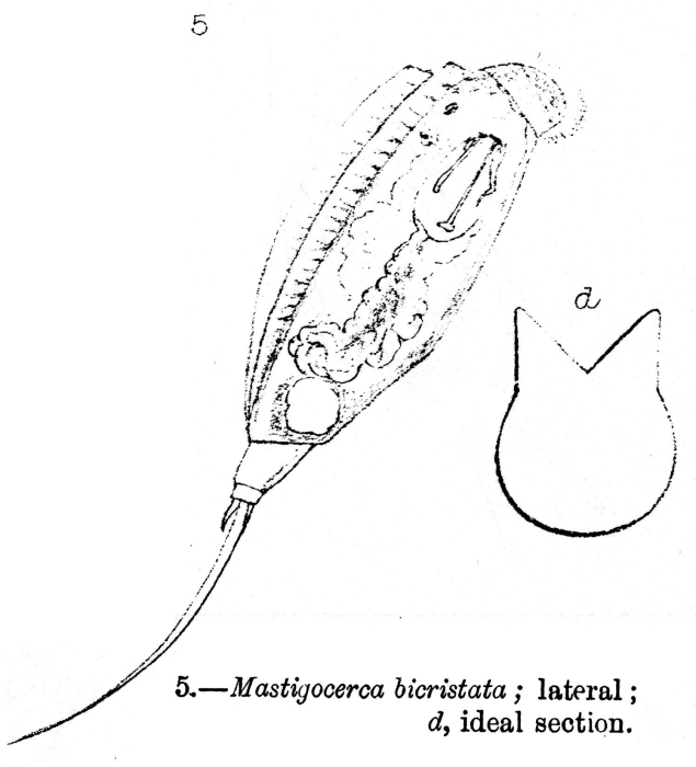 Trichocerca bicristata - Original description image