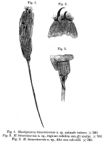 Trichocerca bicurvicornis - Original description image