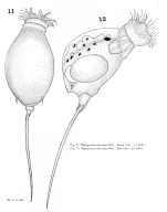Trichocerca bicuspes