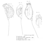 Trichocerca bicuspes