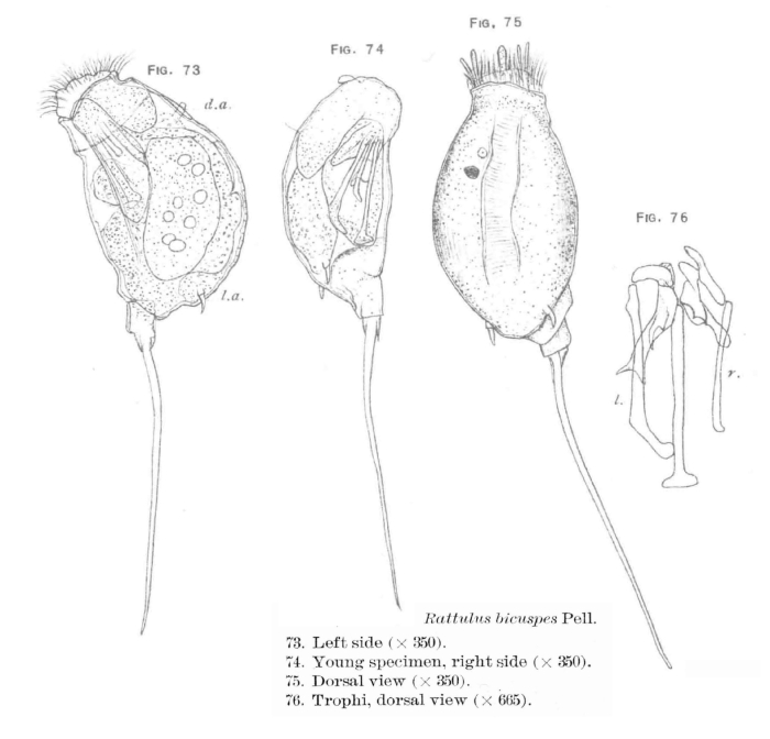 Trichocerca bicuspes Trichocerca bicuspes