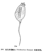 Trichocerca bicuspes