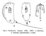 Trichocerca bicuspes
