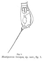 Trichocerca bicuspes - Original description image