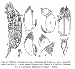 Trichocerca bidens