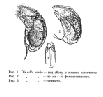 Trichocerca bidens