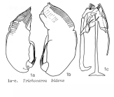 Trichocerca bidens