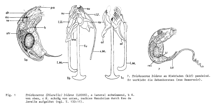 Trichocerca bidens Trichocerca bidens
