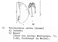 Trichocerca bidens