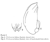 Trichocerca bidens