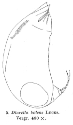 Trichocerca bidens