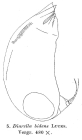 Trichocerca bidens