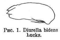 Trichocerca bidens