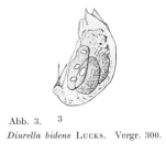 Trichocerca bidens