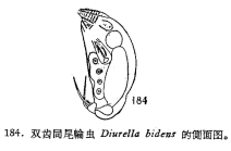 Trichocerca bidens