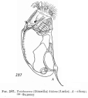Trichocerca bidens