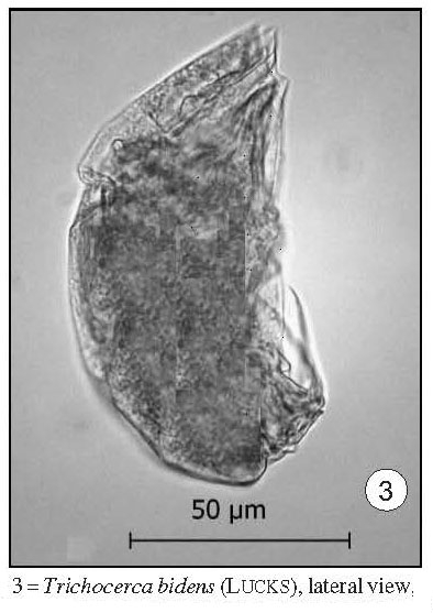 Trichocerca bidens Trichocerca bidens