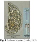 Trichocerca bidens
