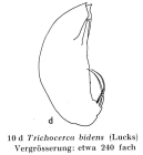Trichocerca bidens