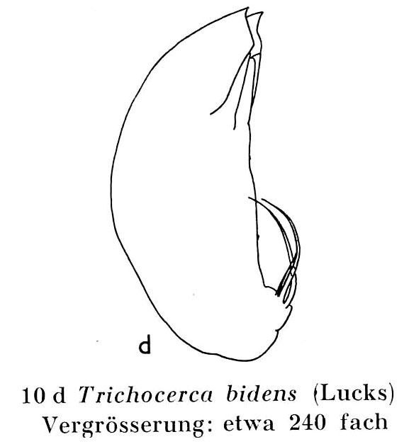 Trichocerca bidens