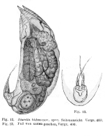 Trichocerca bidens
