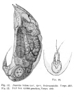 Trichocerca bidens