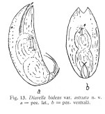Trichocerca bidens var. astriata - Original description image