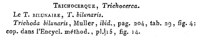 Trichocerca bilunaris Trichocerca bilunaris