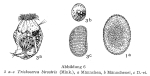 Trichocerca birostris
