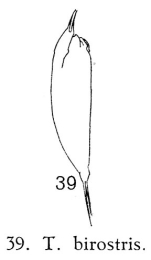 Trichocerca birostris