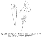 Trichocerca birostris - Original description image