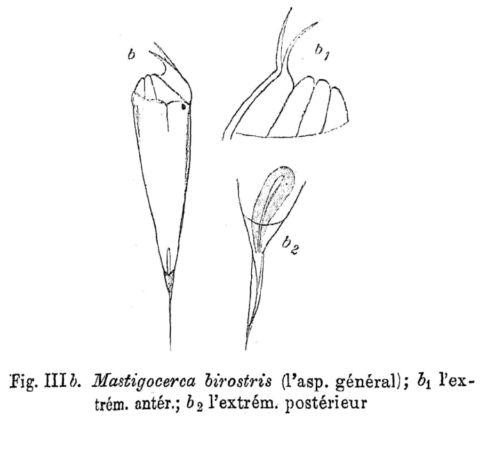 Trichocerca birostris - Original description image
