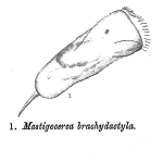 Trichocerca brachydactyla - Original description image