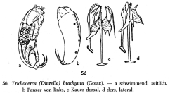 Trichocerca brachyura