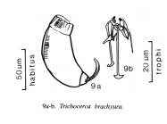 Trichocerca brachyura