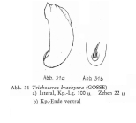 Trichocerca brachyura